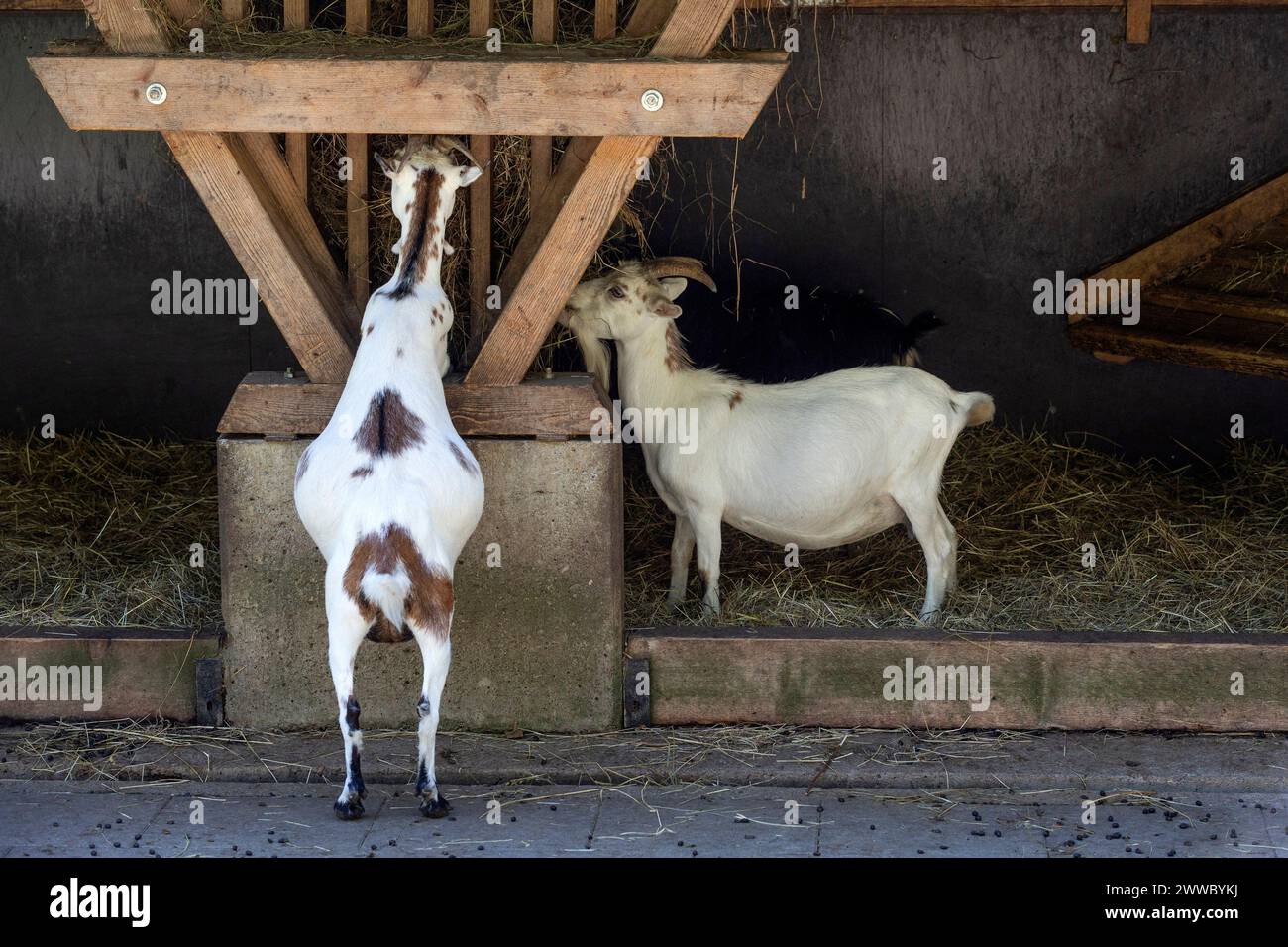 Capre, penna di capra Foto Stock