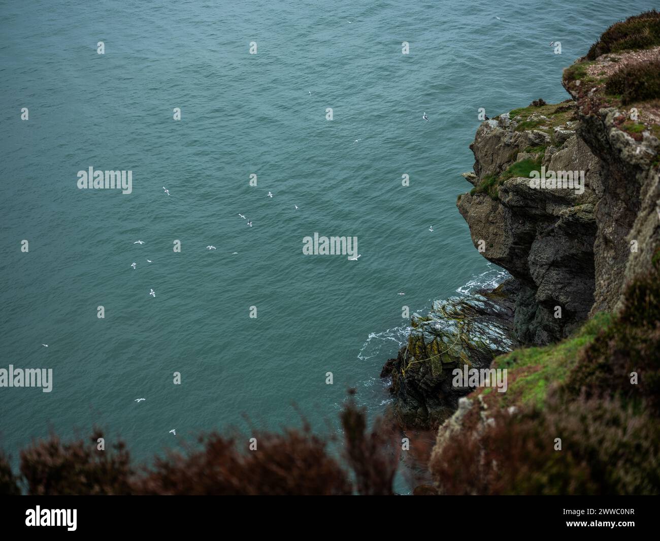 Gabbiani che volano intorno alle scogliere di Howth Head, a nord della città di Dublino, Irlanda. Foto Stock
