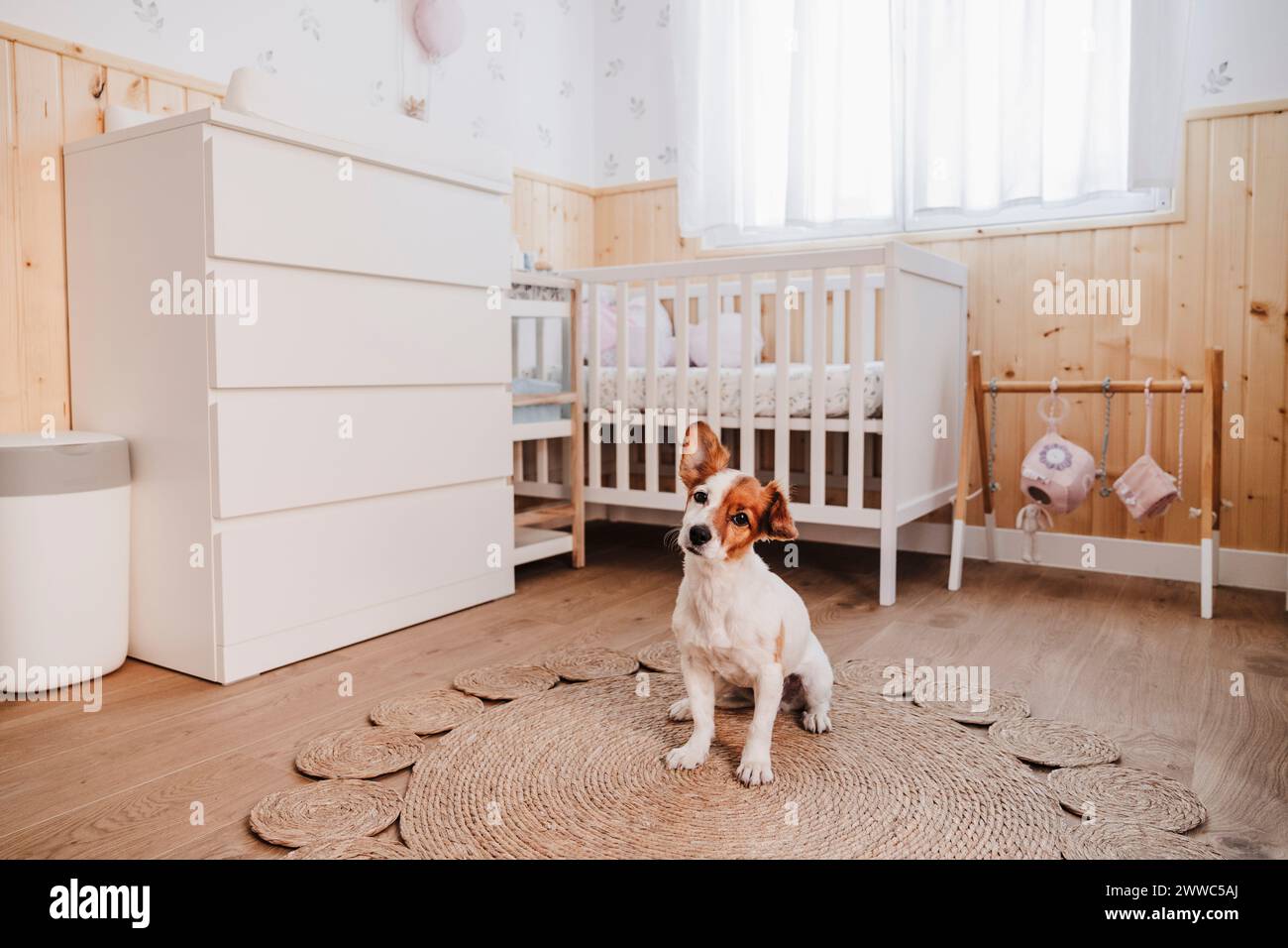 Un cane carino seduto su un tappeto di vimini nella camera da letto di casa Foto Stock