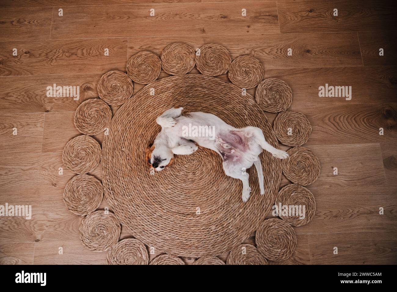 Cane che giace e gioca su un tappeto di vimini a casa Foto Stock