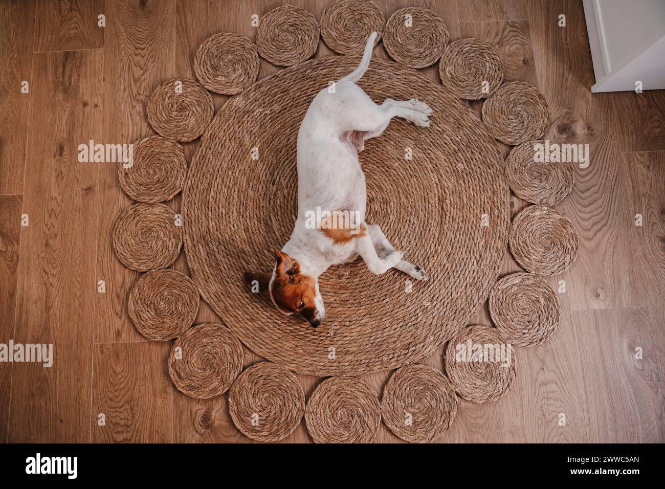 Un cane carino che giace su un tappeto di vimini a casa Foto Stock