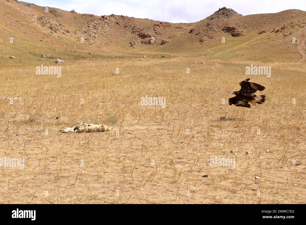 I cacciatori di aquile del Kirghizistan dimostrano la caccia all'aquila Foto Stock