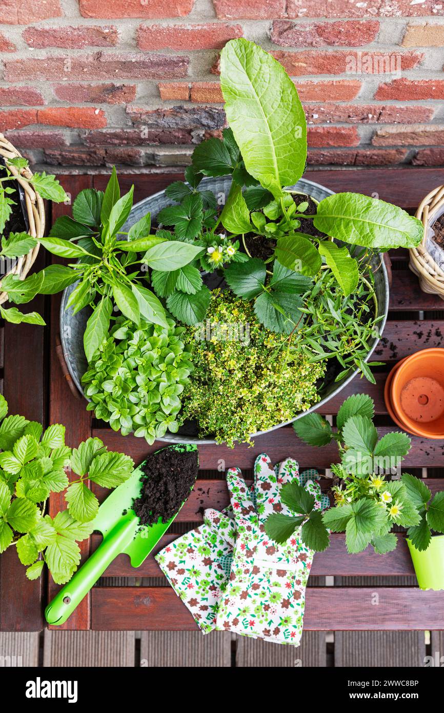Erbe verdi coltivate in giardino balcone Foto Stock