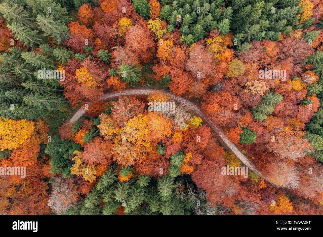Germania, Baden-Wurttemberg, veduta aerea della strada sterrata che si snoda attraverso la foresta autunnale della catena montuosa Schurwald Foto Stock