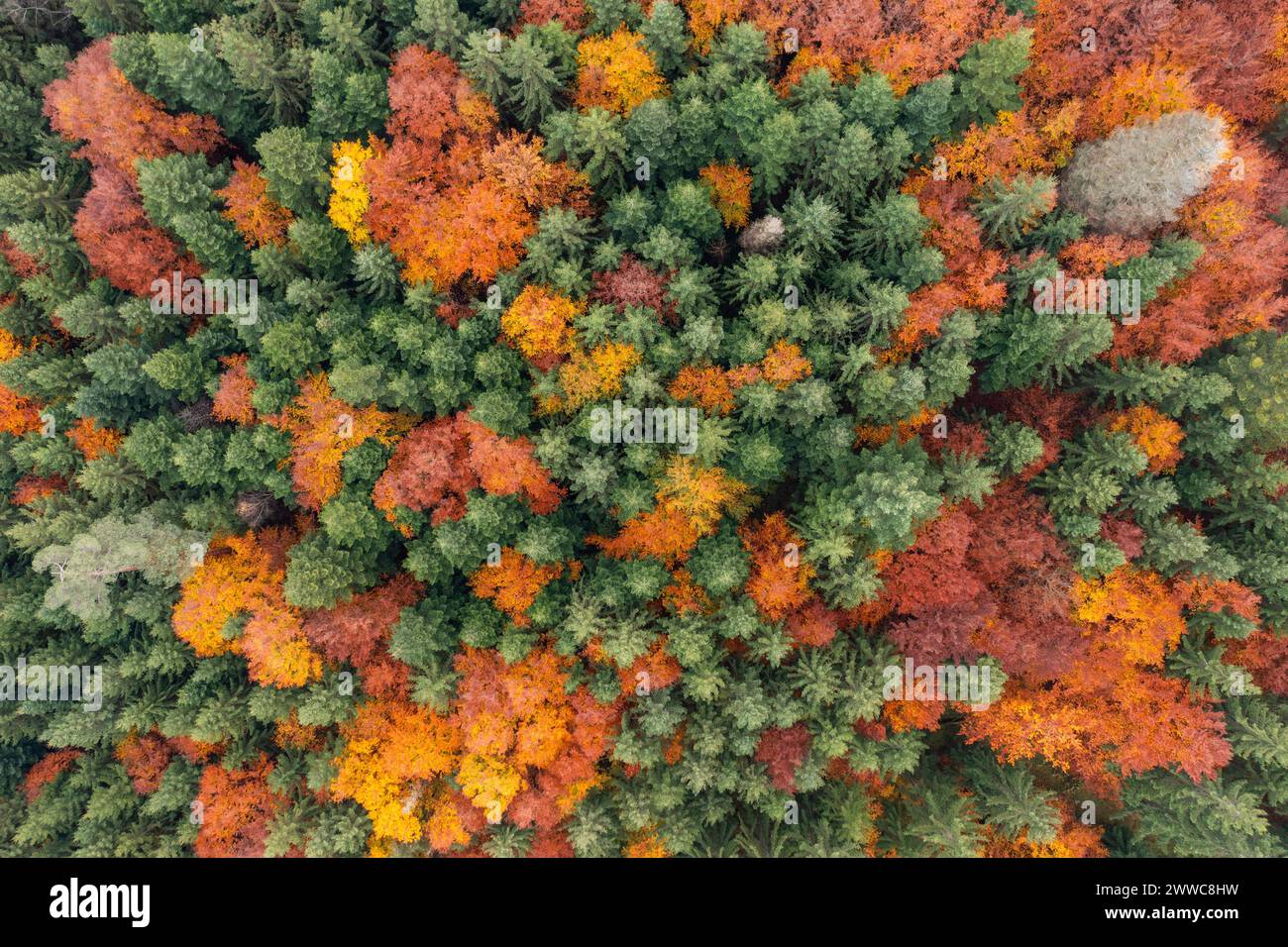 Germania, Baden-Wurttemberg, vista aerea della foresta autunnale della catena montuosa Schurwald Foto Stock