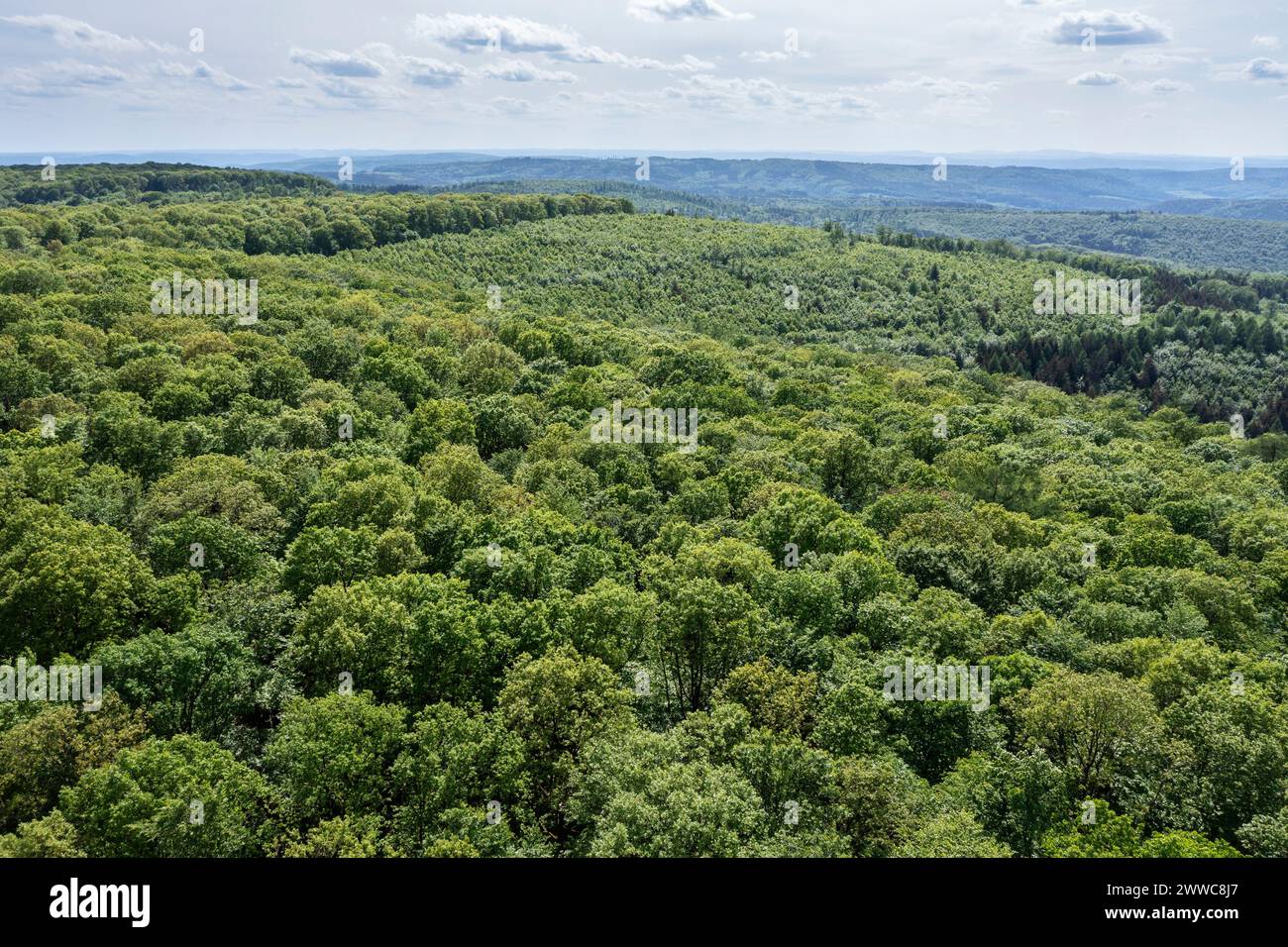 Germania, Baviera, vista aerea della foresta verde della catena dello Spessart Foto Stock