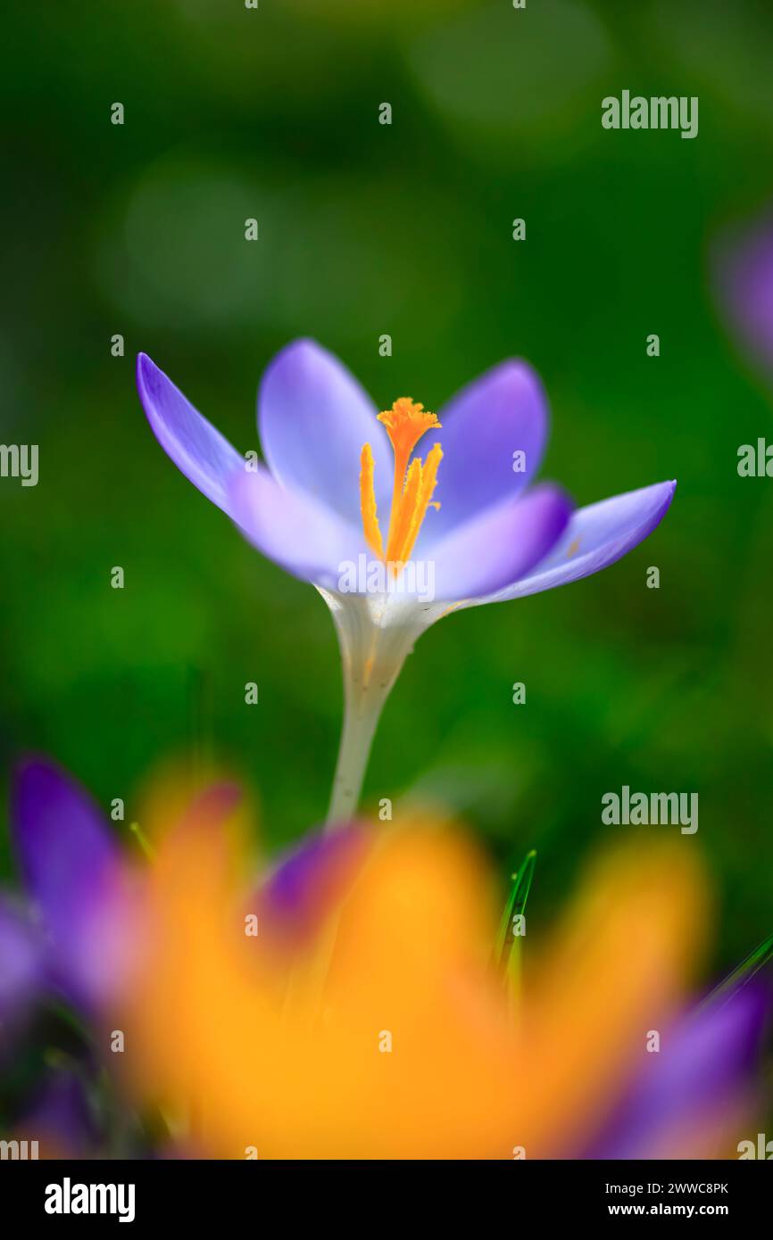 Un singolo cocco viola che fiorisce a febbraio Foto Stock