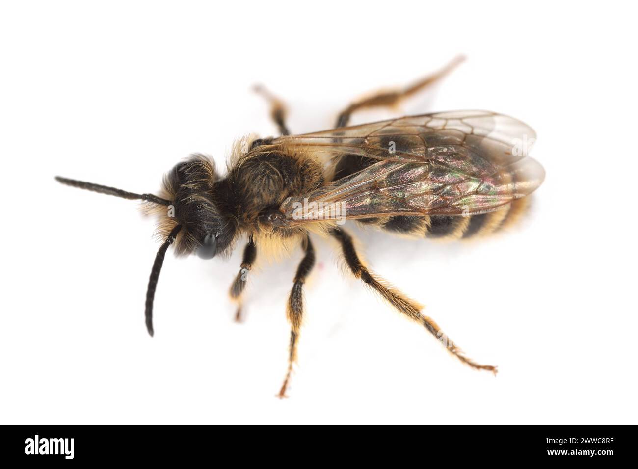 Una piccola ape selvatica su sfondo bianco. Andrenidae, Andrena. Foto Stock