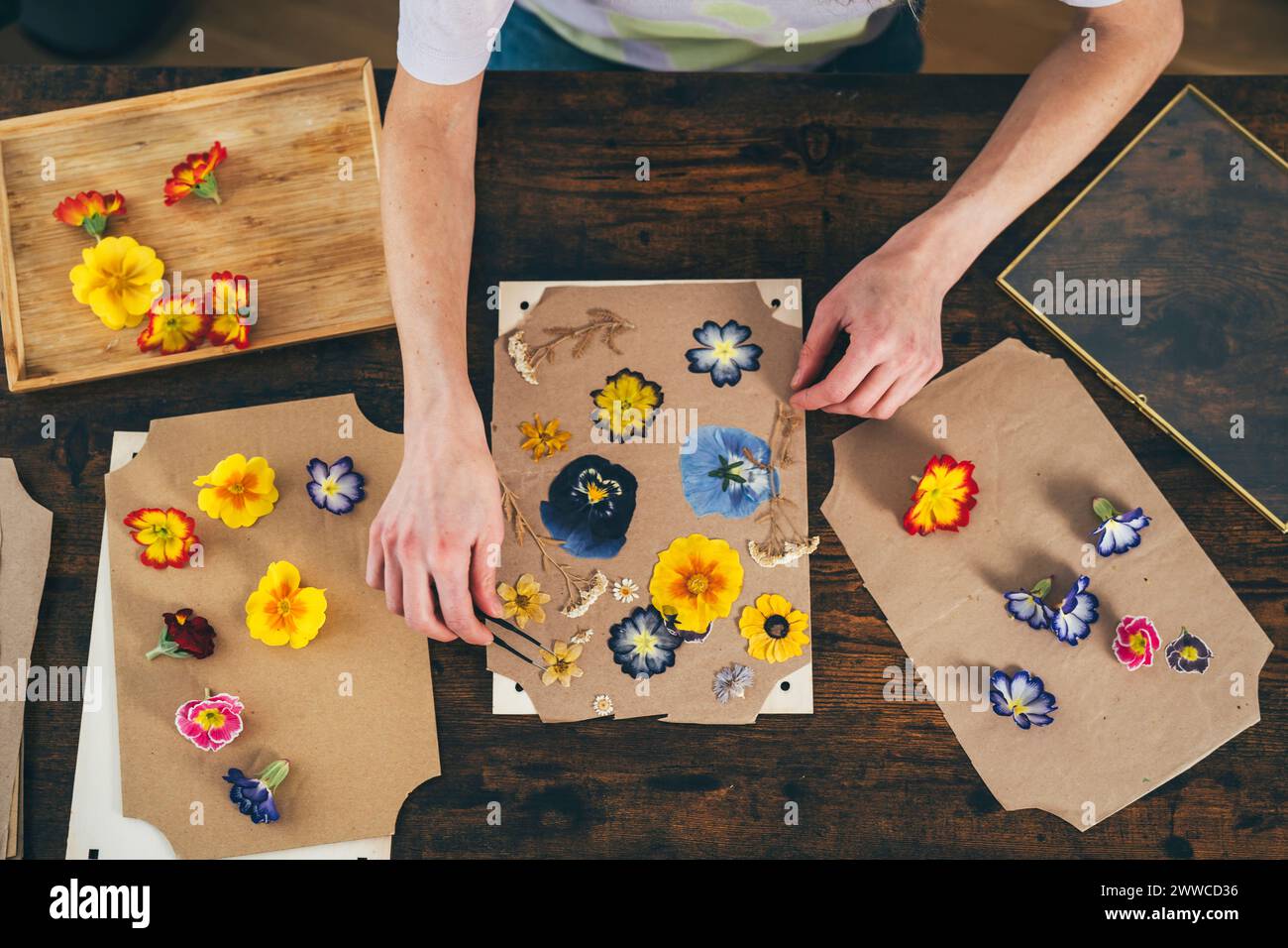 Mani di donna che organizza fiori secchi con pinzette su cartone a casa Foto Stock