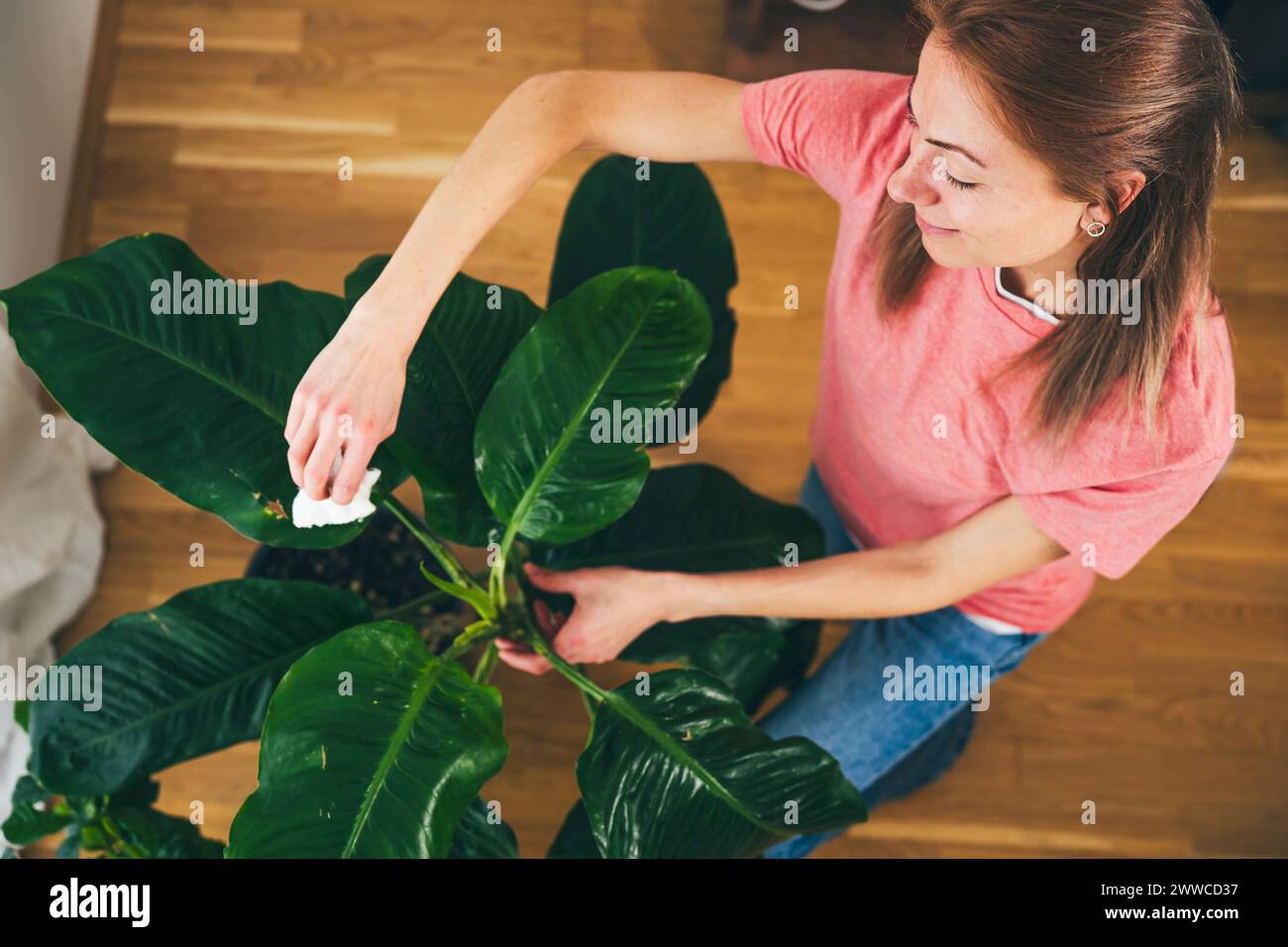 Donna che pulisce le foglie della pianta domestica a casa Foto Stock