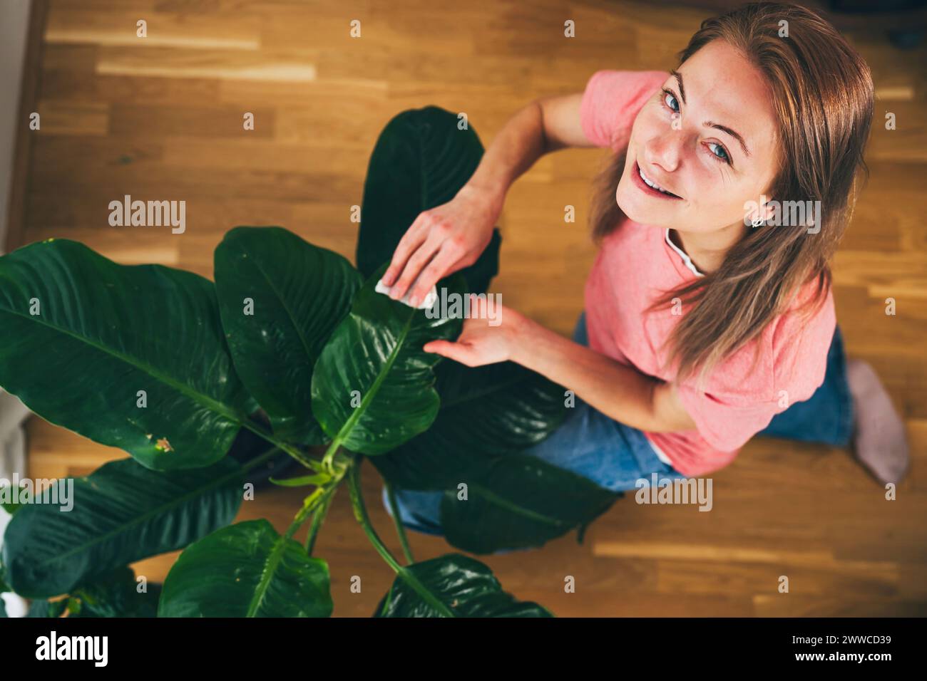 Donna sorridente che pulisce le foglie della pianta domestica a casa Foto Stock