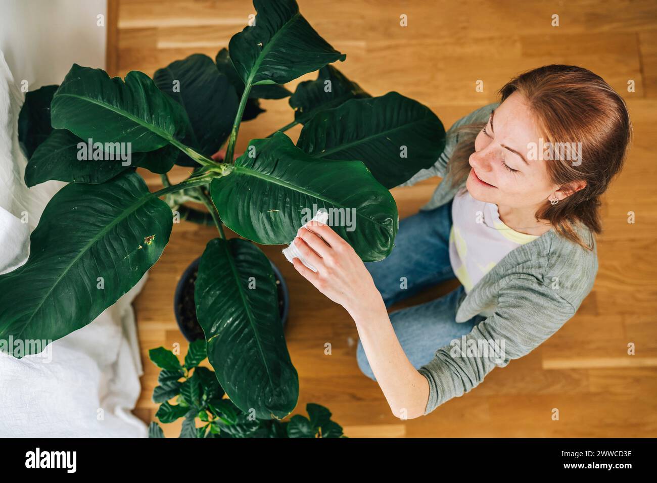 Donna spolverando piante verdi a casa Foto Stock