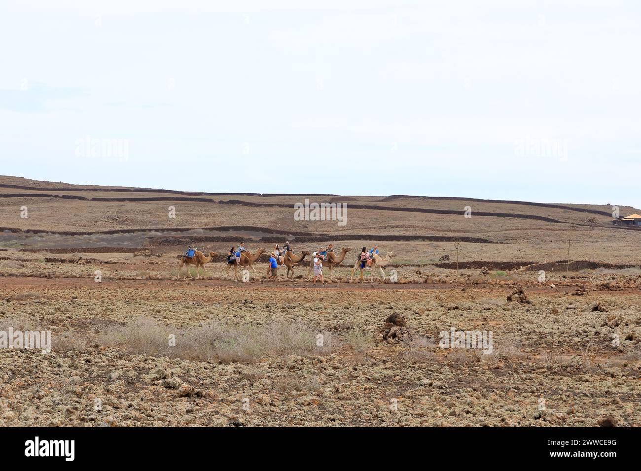 Volcan Calderon Hondo a Fuerteventura, Isole Canarie, Spagna - 21 novembre 2023: Cammelli con turisti che camminano su sentieri sterrati Foto Stock