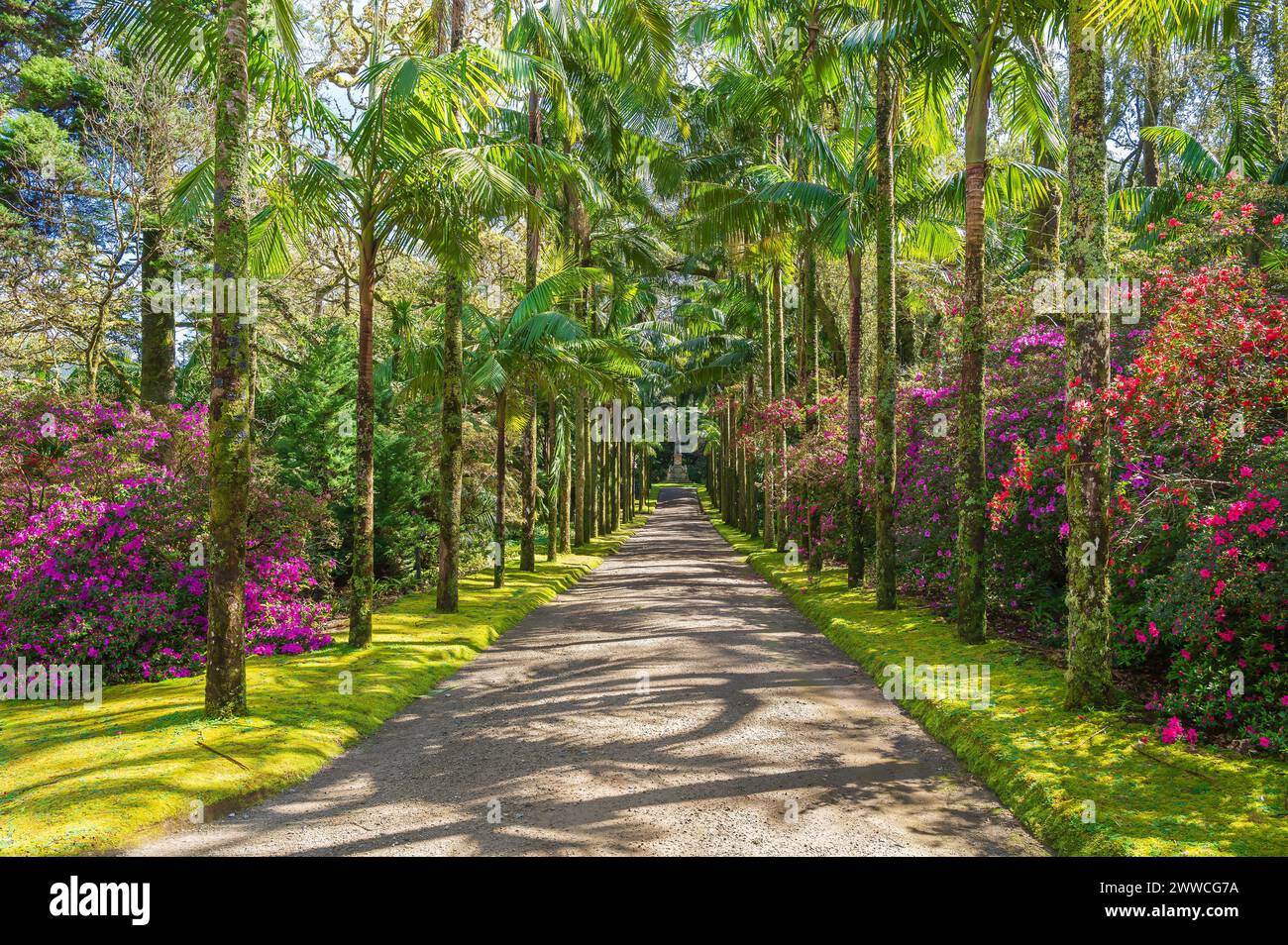 Passeggia attraverso gli incantevoli sentieri del Parque Terra nostra, un paradiso di meraviglie botaniche e di una vivace flora sull'isola di São Miguel, nelle Azzorre Foto Stock