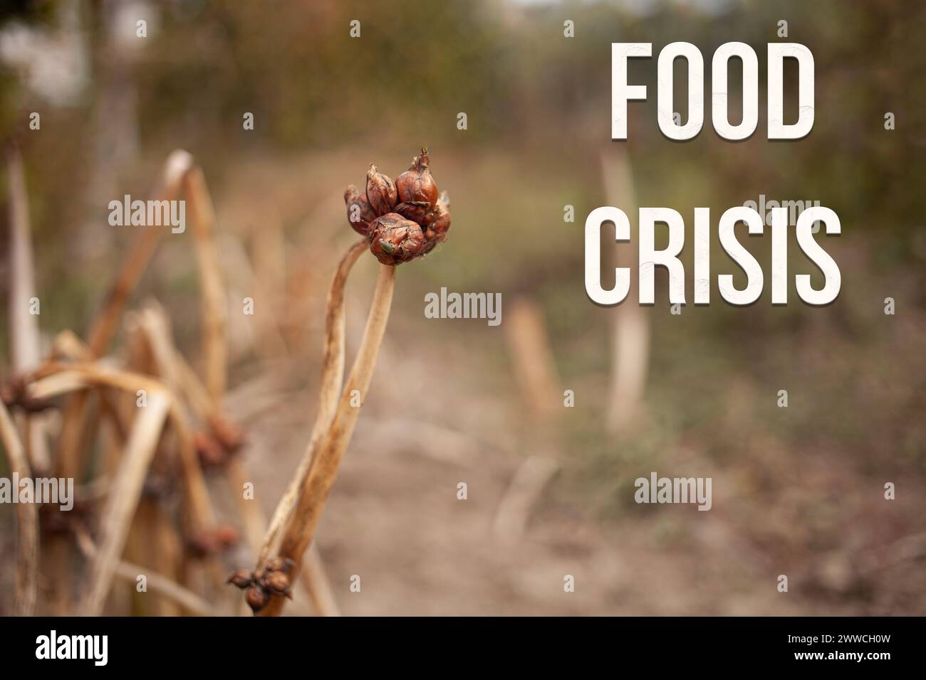 Cattivo raccolto, cipolle secche, verdure marciume, siccità. concetto di crisi alimentare mondiale della fame. testo Foto Stock
