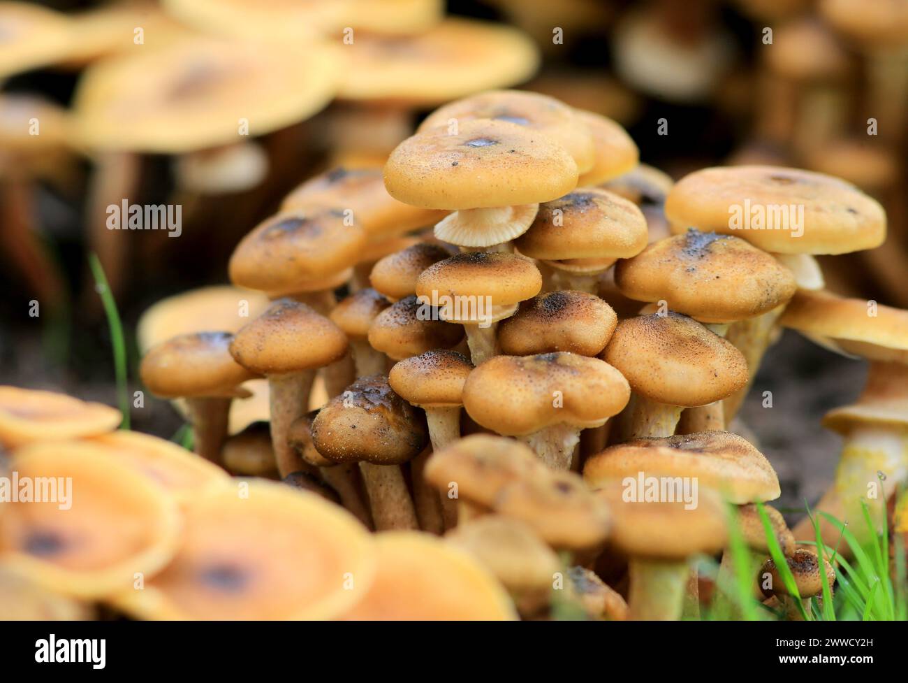 15/10/13 i visitatori del giardino di campagna una casa vengono accolti da una sorprendente esposizione autunnale di funghi giganti. Grossi gruppi di Honey Fungus Foto Stock