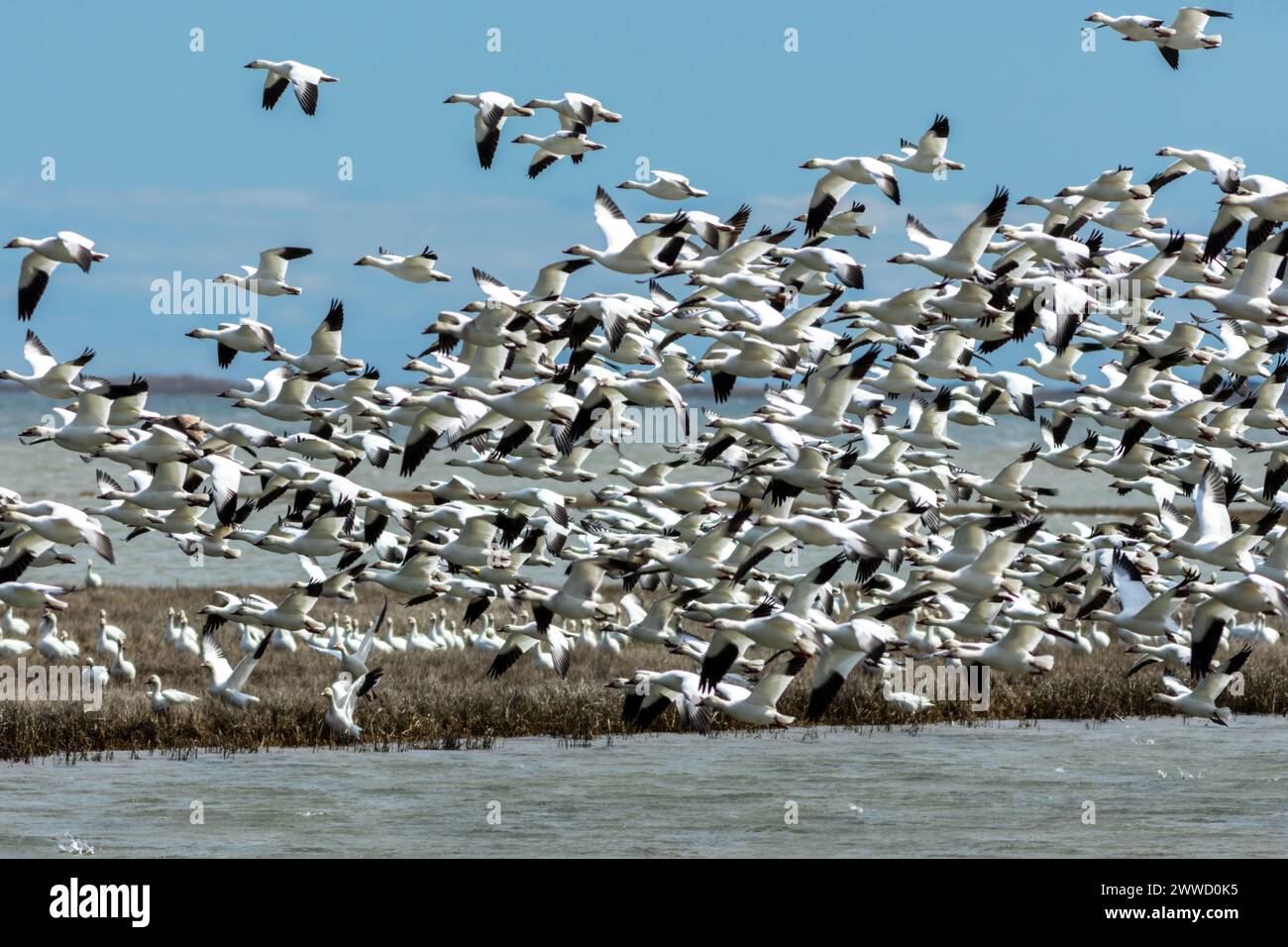 Oche delle nevi, Anser caerulescens, decolla all'unisono dalle maree in una brillante giornata invernale con cieli azzurri a Oceanville, New Jersey Foto Stock