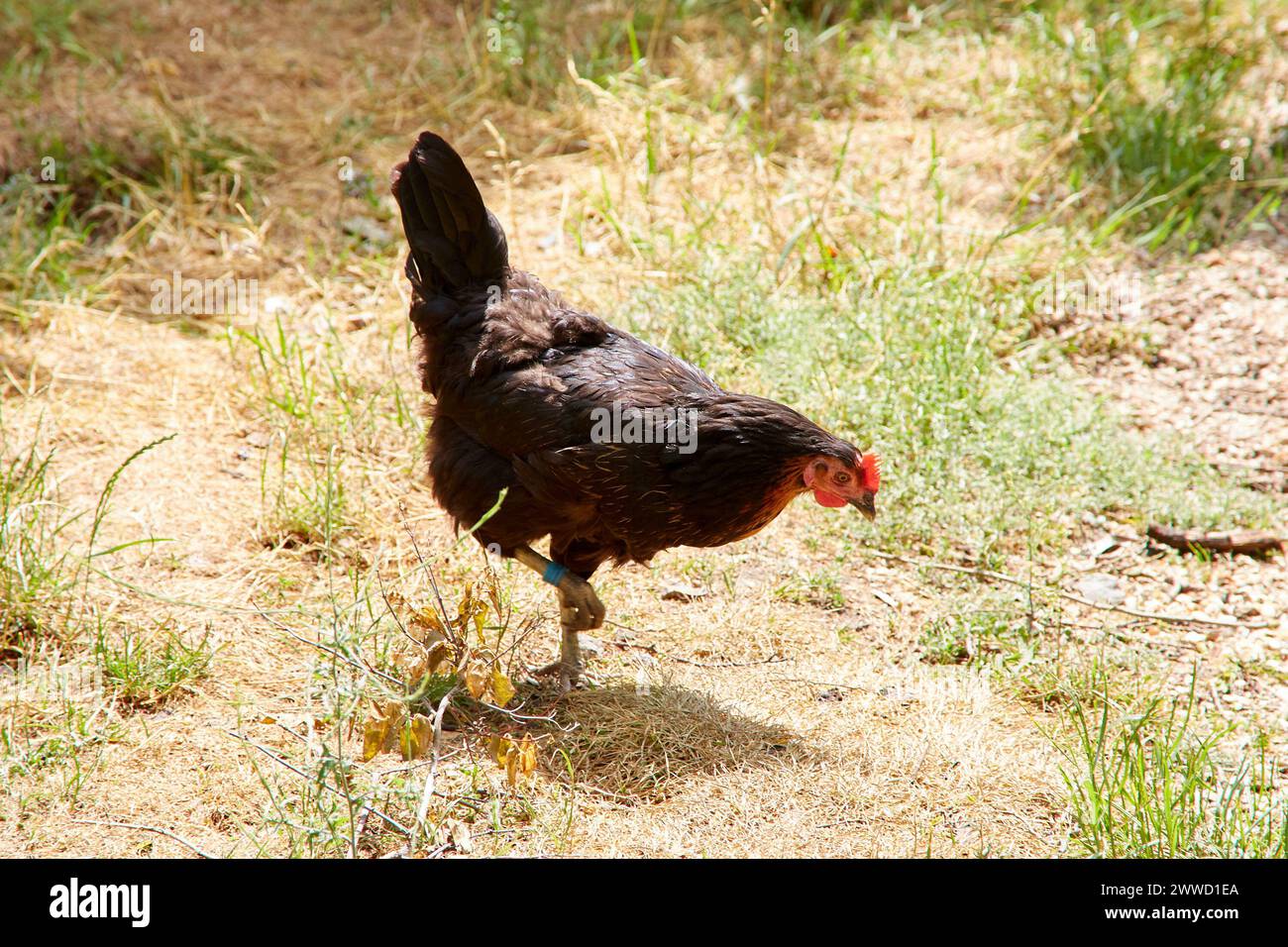 Pollo marrone scuro che cammina su erba asciutta Foto Stock