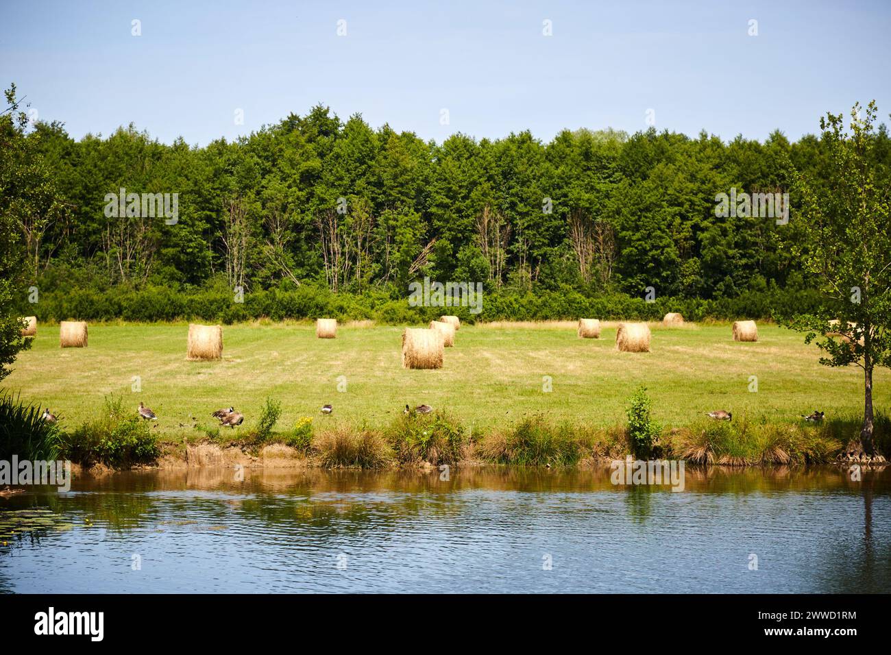 Rotoli di fieno in un campo con oche sul lungofiume Foto Stock