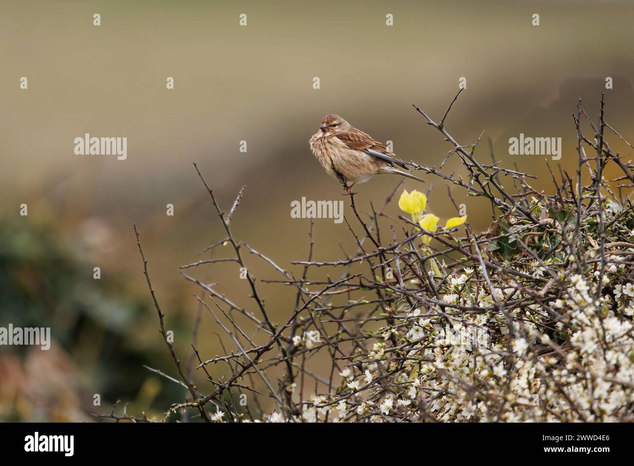 Una femmina di tiglio ( (Carduelis cannabina) arroccata su un cespuglio di gorse su uno sfondo sfocato. Foto Stock