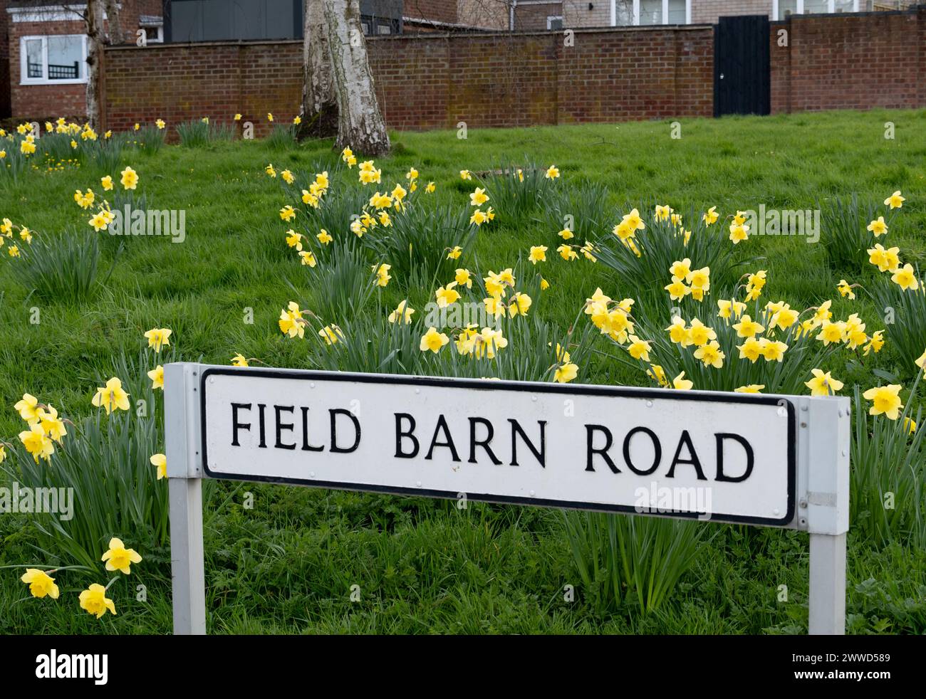 Narcisi in fiore, Hampton Magna Village, Warwickshire, Inghilterra, Regno Unito Foto Stock