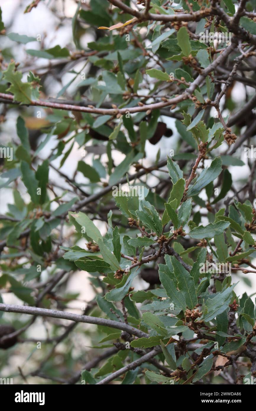 Quercus Berberidifolia, un arborescente nativo che mostra semplici foglie ellitticamente oblunghe alternative durante l'inverno sulle montagne di Santa Monica. Foto Stock