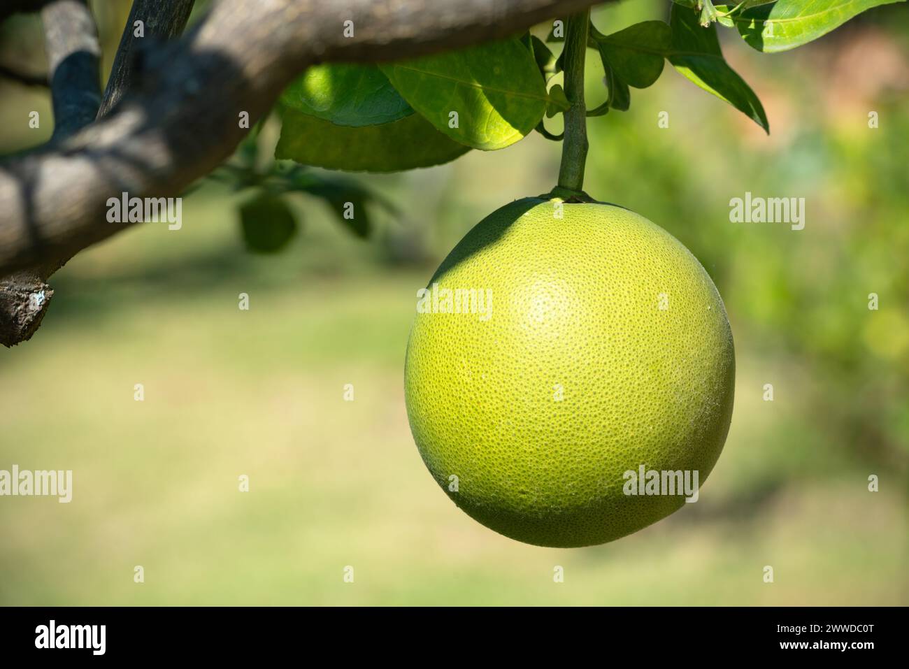 Enorme pompelmo verde maturo di agrumi pomelo appeso a crescere sugli alberi in un ambiente subtropicale all'aperto in Thailandia Foto Stock
