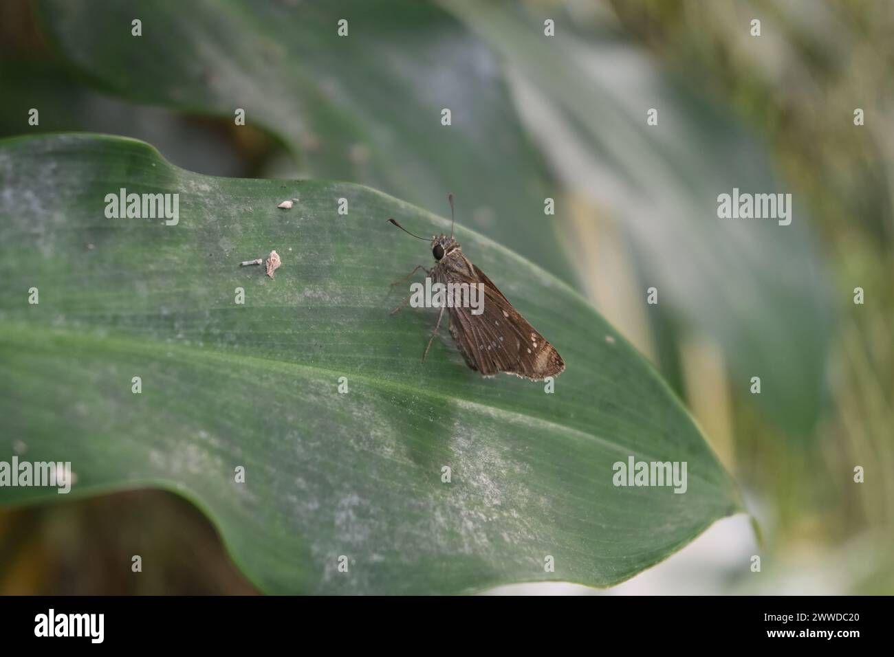 Una piccola farfalla di marca (Pelopidas mathias) si appoggia sulla superficie di una foglia Foto Stock