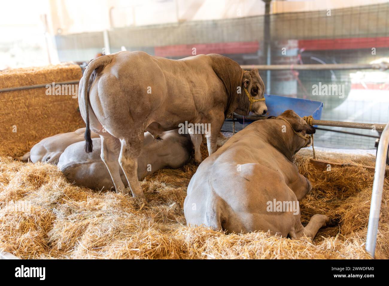 Toro in piedi e altri ancora sdraiati sulla paglia in mostra nel concorso italiano di razza bovina piemontese Fassona Foto Stock