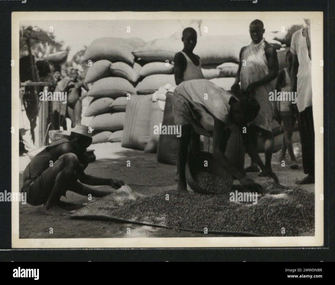 Centro di acquisto di arachidi a Gwoza, Camerun settentrionale, che mostra strutture di stoccaggio, attività di mercato locale e commercio agricolo nella regione, Africa. Foto Stock