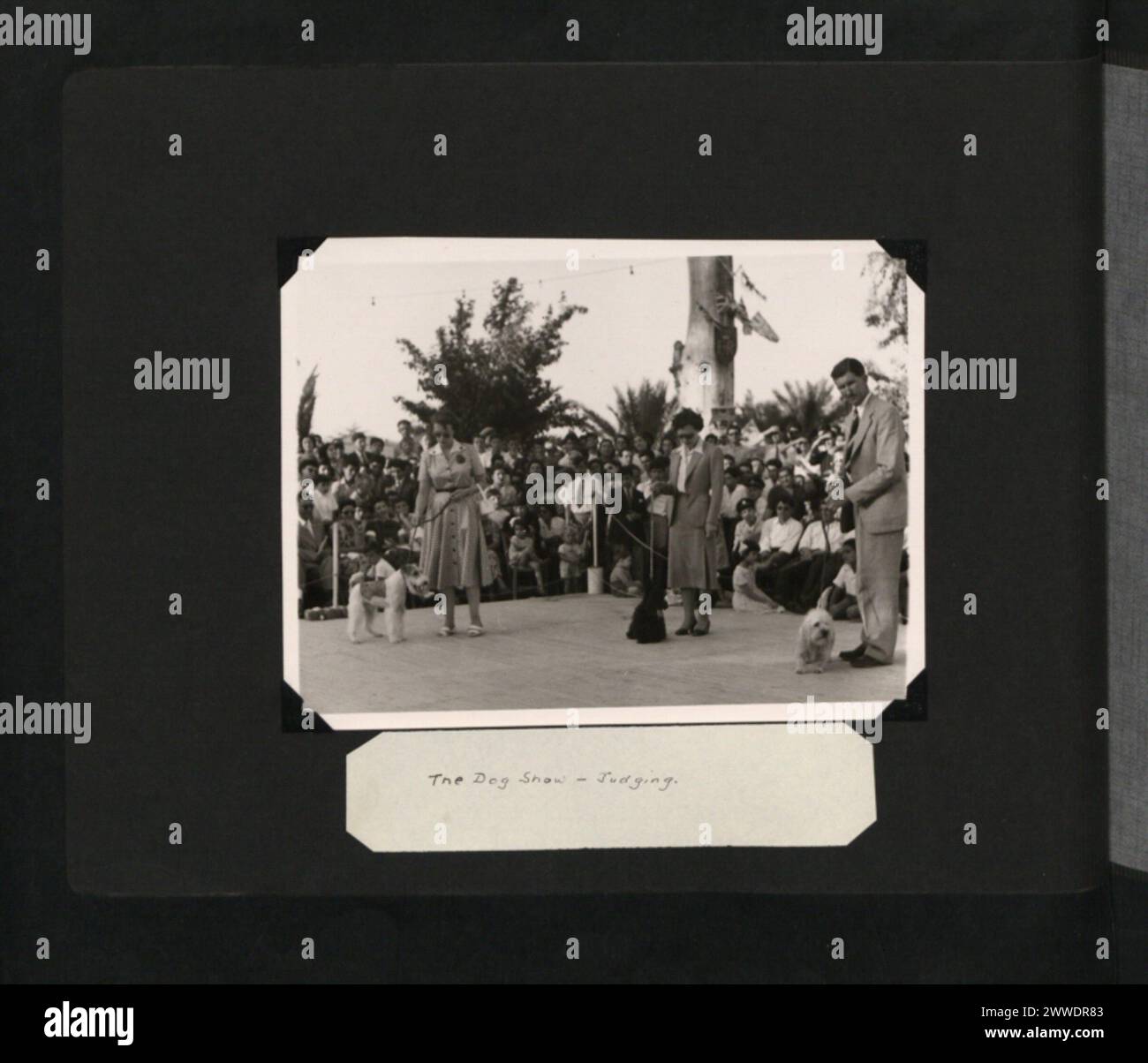 I giudici valutano varie razze canine alla mostra canina di Cipro nel giugno 1953 sulla base della conformità agli standard e alle prestazioni delle razze. Foto Stock