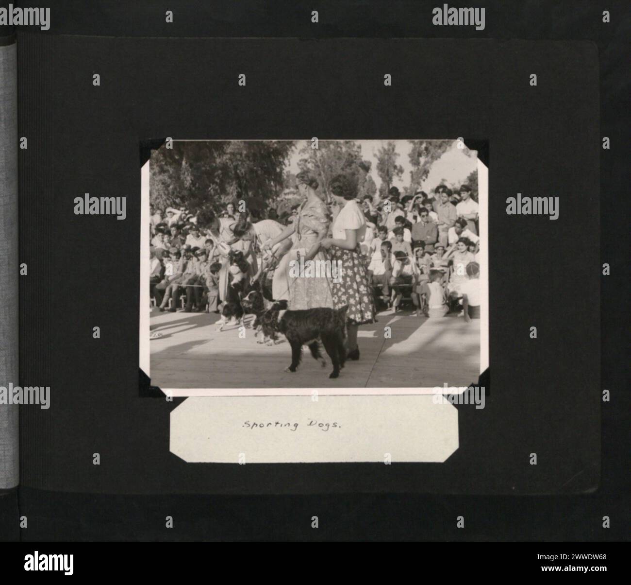 Una mostra a Cipro nel giugno 1953 che mostra razze sportive di cani note per la caccia e le performance sul campo. Foto Stock