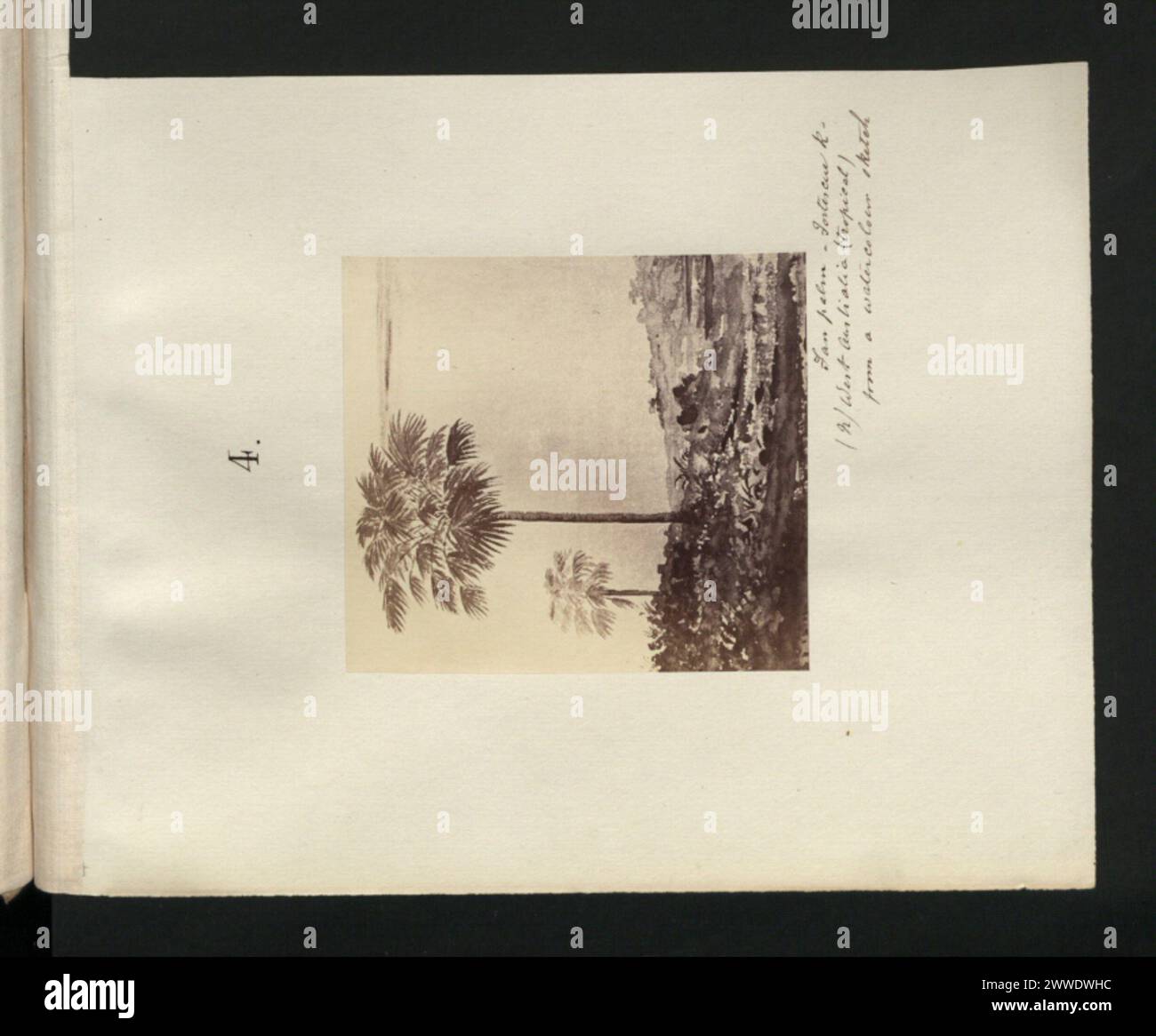 Una palma fan situata nell'Australia occidentale, che rappresenta una specie di palme autoctone con caratteristiche foglie a ventaglio. Foto Stock