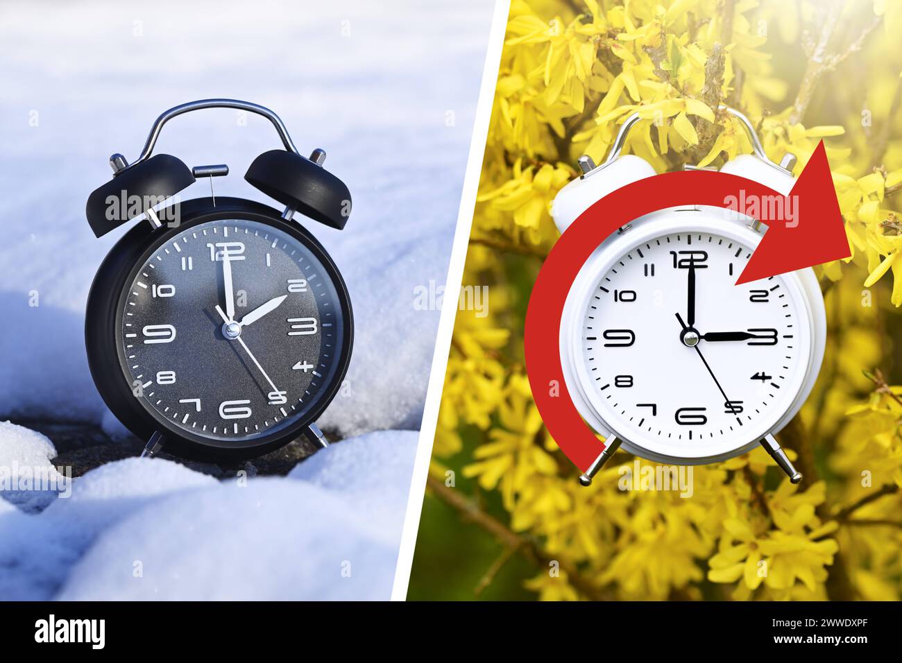 FOTOMONTAGE, Schwarzer Wecker im Schnee und Weißer Wecker am Blütenstrauch, Symbolfoto Sommerzeit und Zeitumstellung *** FOTOMONTAGE, sveglia nera sulla neve e bianca su un arbusto fiorito, foto simboliche ora legale e cambio orario Foto Stock