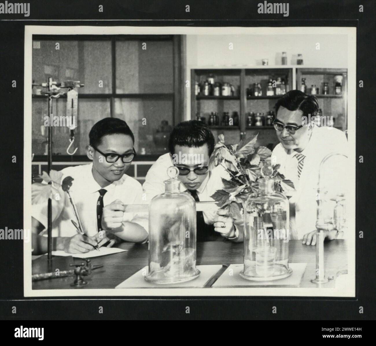 Descrizione: Formazione degli insegnanti a Hong Kong. Studenti di biologia che studiano trapianto di piante in un laboratorio di scienze generali presso il Northcote Training College. Luogo: Hong Kong Data: 1962 hong Kong, asia, asiathrough alens Foto Stock