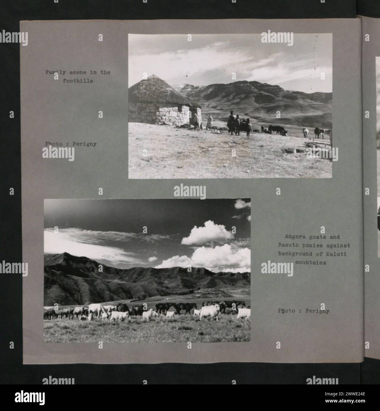 Una scena familiare ai piedi delle colline mostra le capre Angora e i pony Basuto con i monti Maluti sullo sfondo, illustrando il bestiame e la vita rurale in Africa. Foto Stock