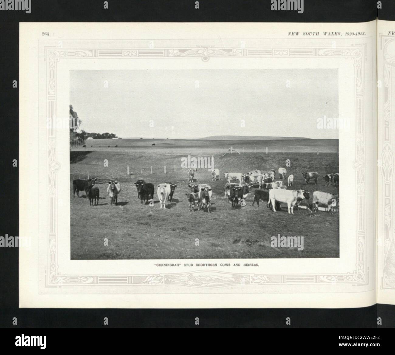 Gunningrah Stud Shorthorn mucche e giovenche nel nuovo Galles del Sud, Australia, 1920, illustrano l'allevamento di bovini e le pratiche di allevamento nell'azienda. Foto Stock