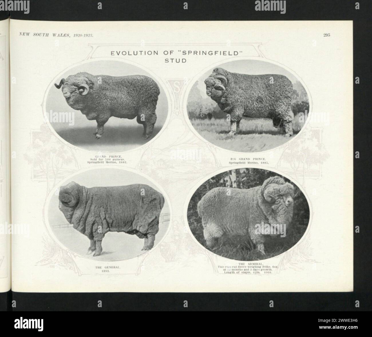 Descrizione: Evoluzione di "Springfield" Stud. Gran Principe. Venduto per 500 guin'as, Springfield Merino, 1882. Luogo: New South Wales, Australia Data: 1882 Descrizione: Evolution of 'Springfield' Stud Grande Gran Principe. Springfield Merino, 1882 ubicazione: New South Wales, Australia Data: 1882 Descrizione: Evoluzione di 'Springfield' Stud Il generale. 1893. Ubicazione: New South Wales, Australia Data: 1893 Descrizione: Evoluzione di 'Springfield' Stud Tje ammiraglio. Questo cilindro ha tagliato Seece del peso di 29 libbre, 60 z, a 12 mesi e 3 giorni di crescita. Lunghezza della graffetta, 4 ??. 1908. Ubicazione: New South Wales, Austra Foto Stock