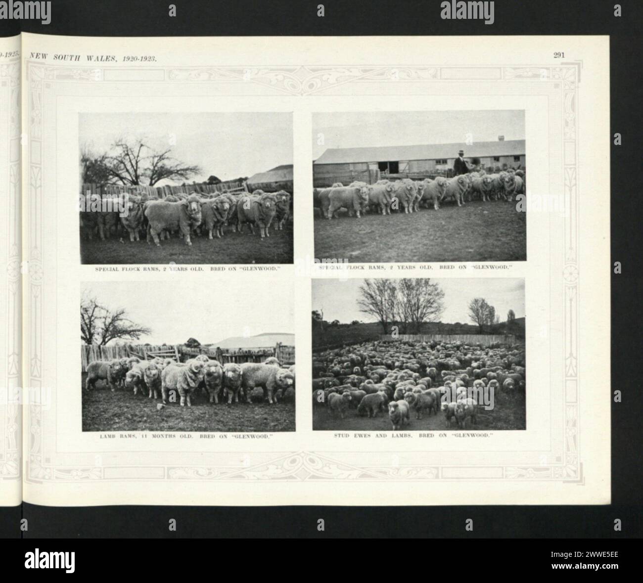 Le immagini del 1920 mostrano Glenwood nel nuovo Galles del Sud, Australia, tra cui montoni speciali di due anni, montoni di agnello di undici mesi e pecore con agnelli, che documentano l'allevamento di ovini e la gestione del bestiame. Foto Stock
