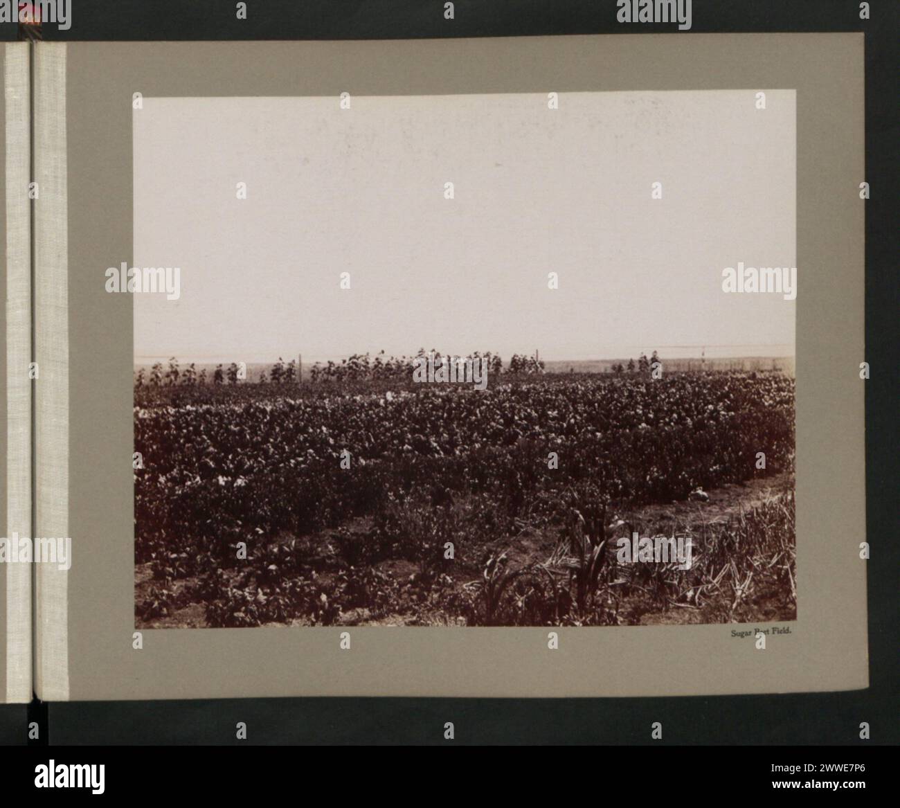 La fotografia mostra un campo di barbabietole da zucchero in Canada durante gli anni '1890, illustrando la coltivazione e le pratiche agricole del periodo. Foto Stock