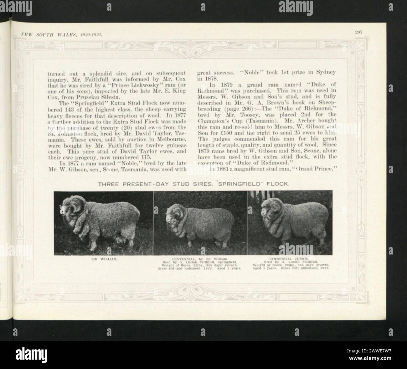 Tre maschi del gregge di Springfield, tra cui Sir William, furono allevati nel nuovo Galles del Sud, in Australia, con pesi tra i 20 e i 22 libbre, allevati sul pascolo nel 1877. Foto Stock