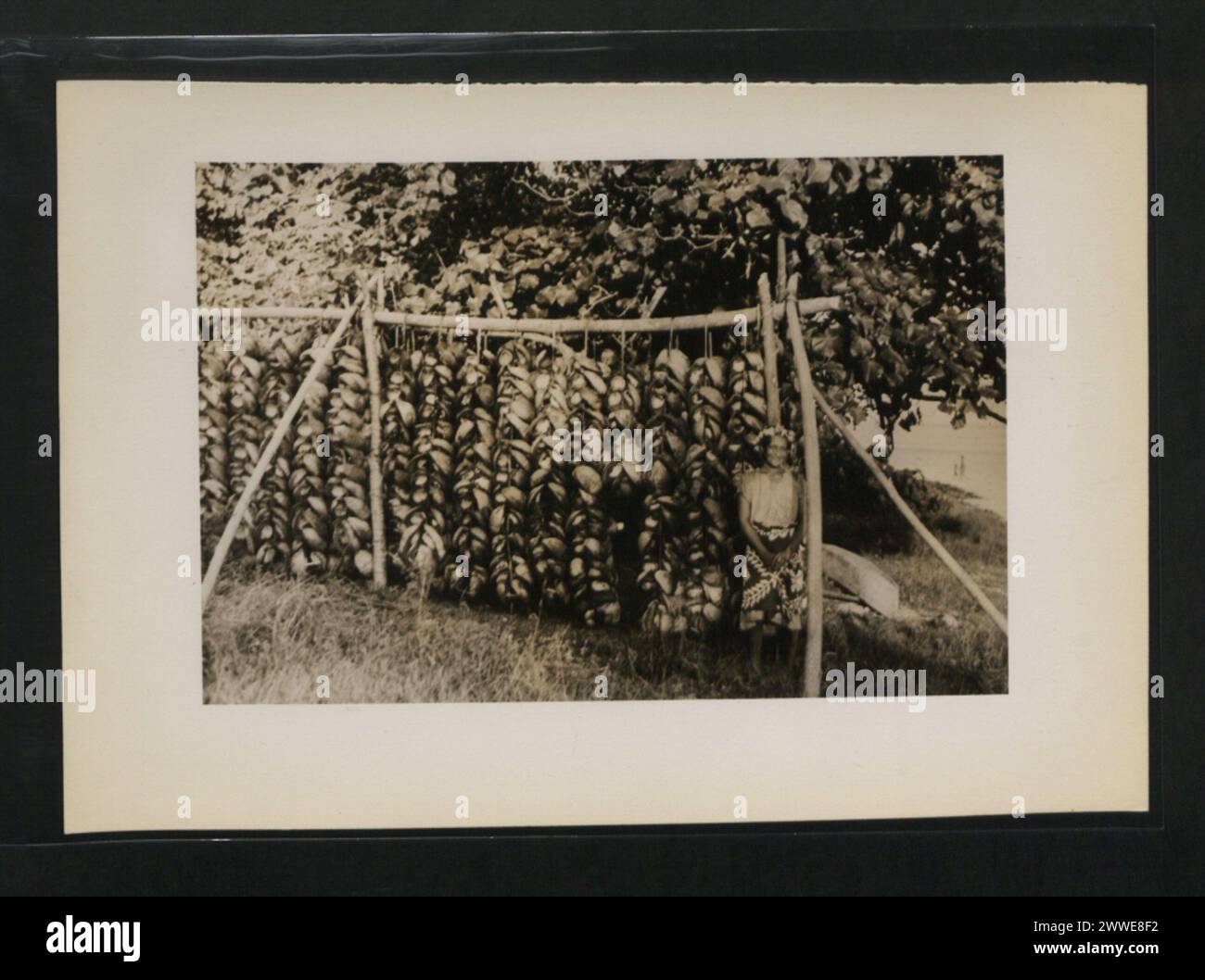 La copra viene essiccata al sole su scaffali a Rarotonga, nelle Isole Cook, mostrando la lavorazione del cocco come parte dell'agricoltura locale dell'isola. Foto Stock