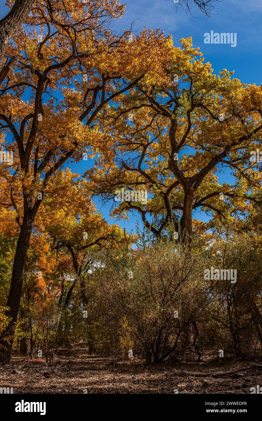 Flora lungo il Rio grande Bosque attraverso Albuquerque, New Mexico Foto Stock