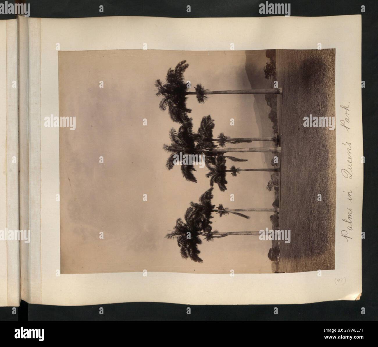 Fotografia che mostra le palme del Queen's Park, Trinidad e Tobago, con un'attenzione particolare al paesaggio, alla vegetazione, alla disposizione del parco, sentieri e parco urbano dal 1870 al 1939. Foto Stock