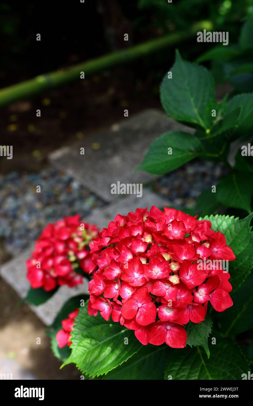 Ortensie rosse che fioriscono in un angolo di un giardino giapponese Foto Stock