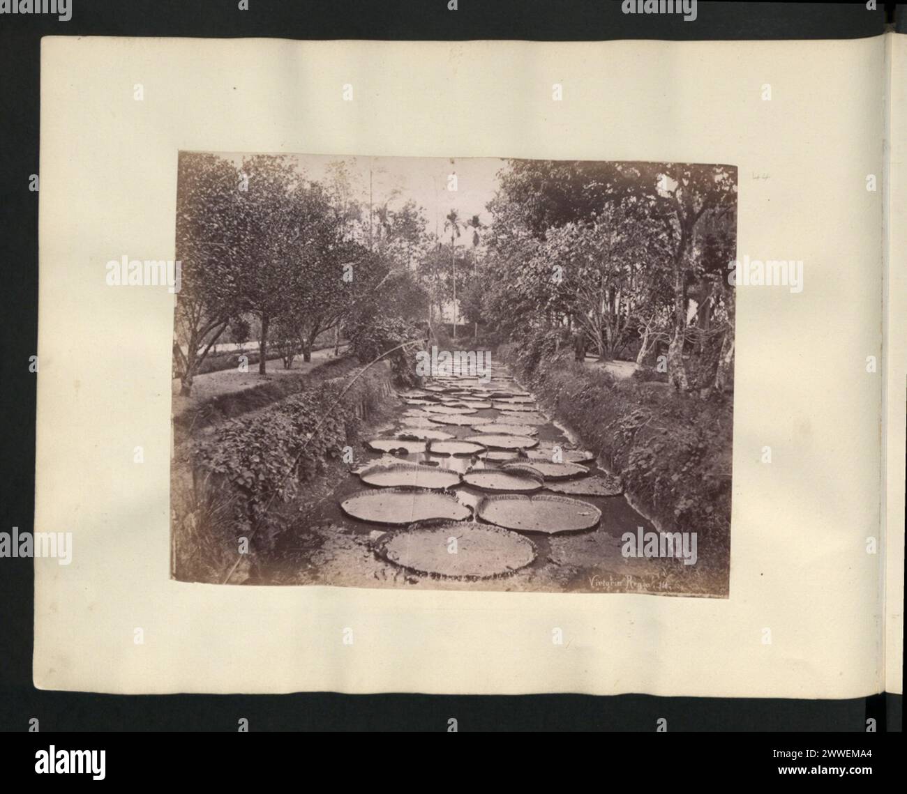 Un'illustrazione botanica o una fotografia di Victoria Regia (giglio d'acqua gigante) dalla Malesia, documentata tra il 1860 e il 1900. Foto Stock