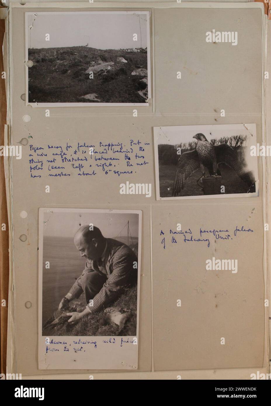 Rapporto di intelligence datato 1945-1951, che descrive l'uso di piccioni portatori da parte del servizio di intelligence tedesco per la comunicazione durante e dopo la seconda guerra mondiale. Foto Stock