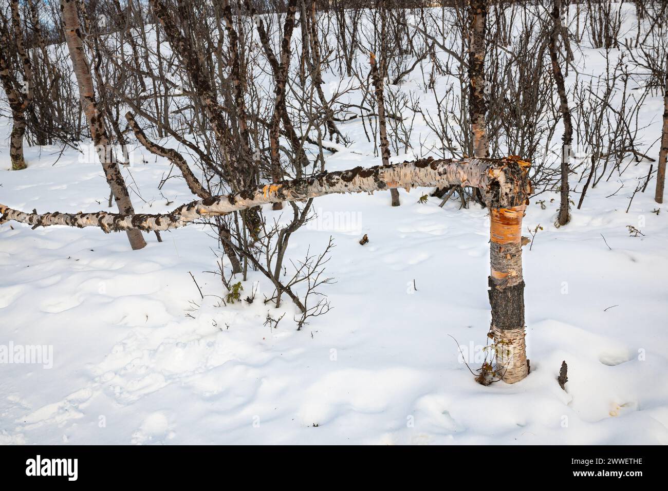 Tronco spezzato di un albero di betulla in una foresta innevata nel nord della Svezia in inverno. Foto Stock