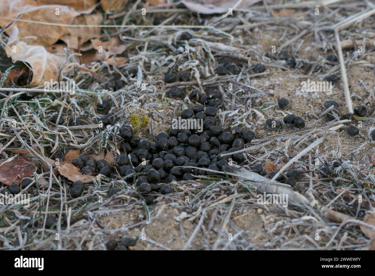 Scat dei cervi di mulo in Idaho Foto Stock