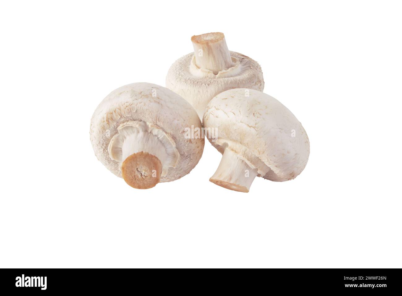 Champignon bianchi funghi isolati su bianco. Agaricus bisporus. Tre funghi grezzi. Foto Stock